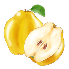 quince_watercolor