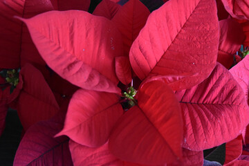 view of red flowers beauty