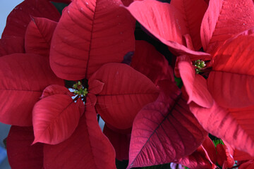 view of red flowers beauty