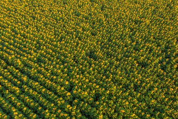 Aerial view over a field of sunflower during an amazing colourful summer sunrise
