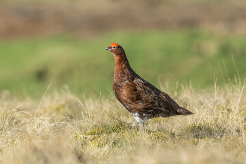 Red Grouse male (Scientific name: Lagopus lagopus) with flared red eye combs,  facing left and standing alert in natural grouse moor habitat.  Horizontal. Space for copy.
