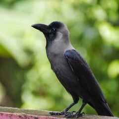 crow on the ground