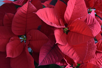 view of red flowers beauty