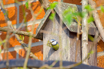 Nesting Blue Tit