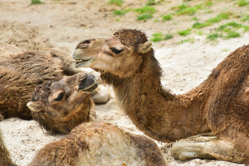 camel