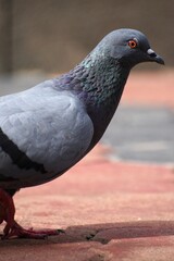 close up of a pigeon