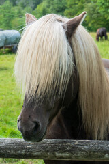 island pony mit wunderschöner Mähne