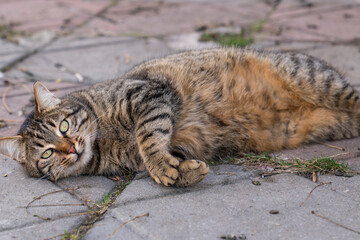 Naklejka na ściany i meble Cute stray cat lying on the sidewalk