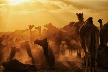 Camels can be seen all over the place at Pushkar fair. Traders and herders come with their camels from all over Rajasthan to take part in this annual affair