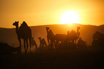 Fototapeta na wymiar A herd of Camels at Pushkar Camel Fair (Pushkar Mela)