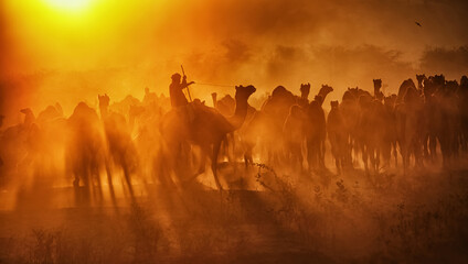 Fototapeta na wymiar Silhouette of Camels with herders at Pushkar Camel Fair (Pushkar Mela)