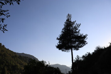 Obraz premium silhouette of a pine tree