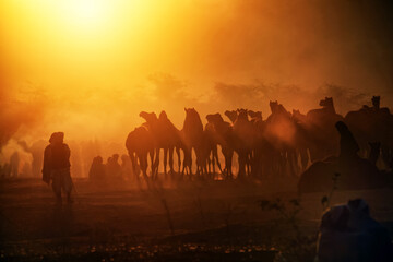 Morning scene of Camels with herders at Pushkar Camel Fair (Push