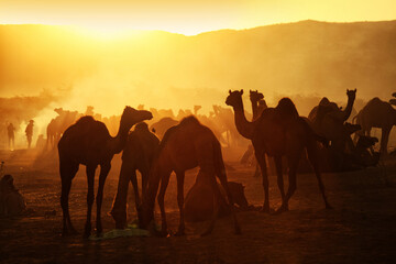 Fototapeta na wymiar Morning scene of Camels with herders at Pushkar Camel Fair (Push