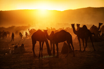Fototapeta na wymiar Morning scene of Camels with herders at Pushkar Camel Fair (Push