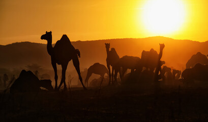 Fototapeta na wymiar Silhouette of Camels with herders at Pushkar Camel Fair (Pushkar