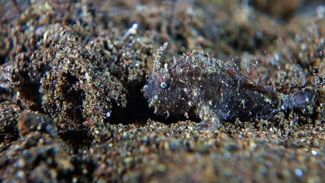 Close-up. A small (2 cm) dark gray frog fish sits on black volcanic sand and hides behind a stone. Bali Tulamben