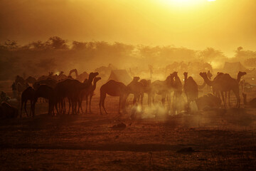 Fototapeta na wymiar Camels at Pushkar Camel Fair (Pushkar Mela)