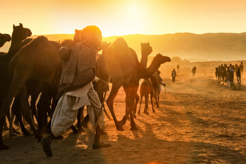 Fototapeta na wymiar Camels at Pushkar Camel Fair (Pushkar Mela)