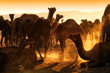 Camels in a herd at Pushkar Camel Fair (Pushkar Mela)