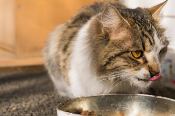 A stray cat the feeding