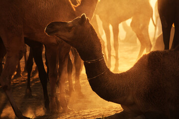A close look of  a camel in a herd at Pushkar Camel Fair (Pushka - Powered by Adobe