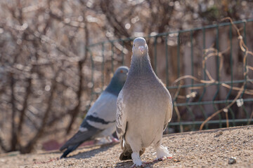 Domesticated pigeons in the background blurry