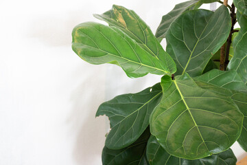 Interior green leaves plant pot