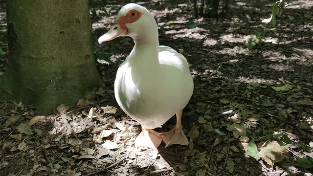 Pato blanco en el Campo Grande de Valladolid