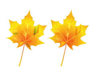 Maple leaf on a white background, autumn colored leaf for decoration. Vector