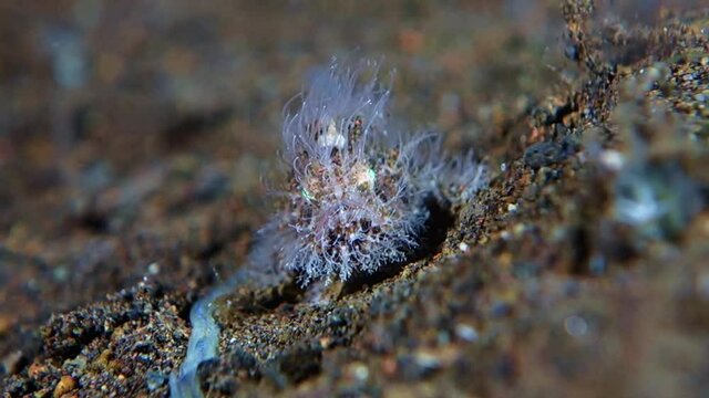 A small hairy Frogfish looks at a crawling sea worm past him, then quickly runs along the black volcanic sand and drives off another fish. Bali. Tulamben.