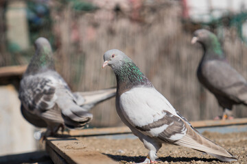 Domesticated pigeons in the background blurry