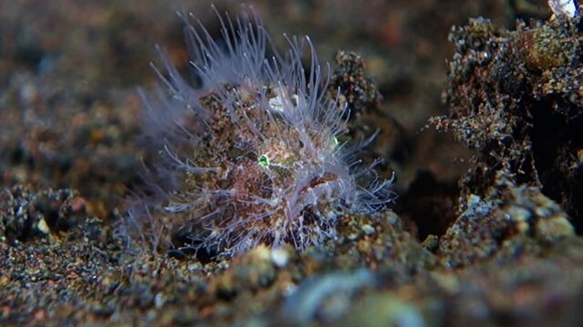 A small hairy Frogfish sits on black volcanic sand and looks at a crawling sea worm past it. Bali.Tulamben.