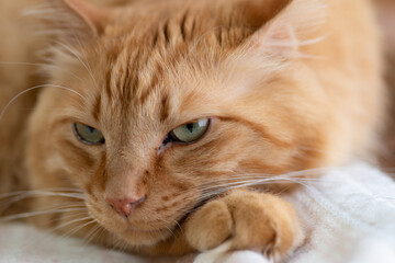 可愛い猫ちゃん　　茶トラ猫