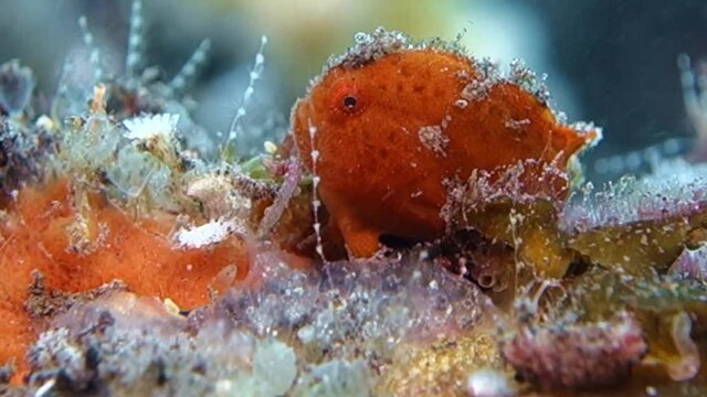 A small orange frog fish clings to corals trying to hide from a strong current and wave its fishing rod. Bali. Tulamben