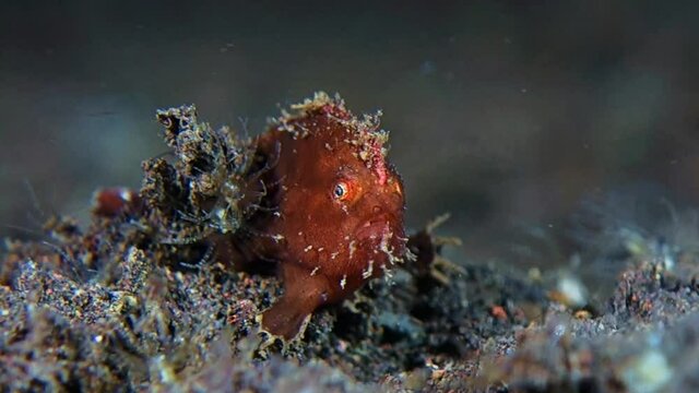 Little brown frog fish clings to black sand trying to keep from strong current. Bali. Tulamben