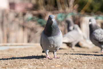 A pigeon with a blurred background