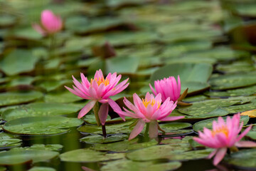 池に咲く睡蓮　　ピンク色