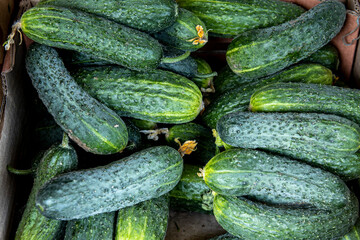 cucumbers laid out on display for sale in a seller's market