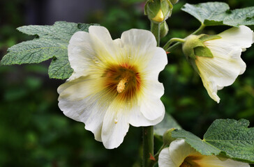 White Mallow Flower