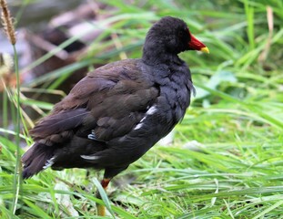 red winged blackbird