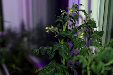 Fototapeta na wymiar Tomato plants on windowsill near window under artificial lighting LED lamp
