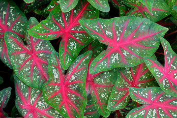 bicolor caladium in red and green leaf
