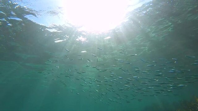 Slow-motion video of a school of fish swimming in the crystal-clear water, Sydney Australia