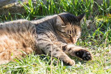 Naklejka na ściany i meble A stray cat sleeping on the grass,unfocused