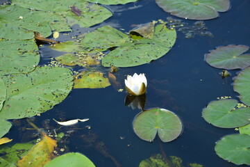 White water lilies against the background of pigeon water on a sunny summer day.