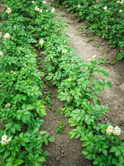 Blooming potato plants on the field. Selective focus.