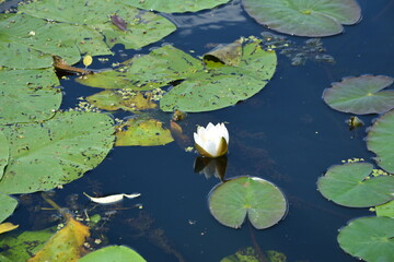 White water lilies against the background of pigeon water on a sunny summer day.