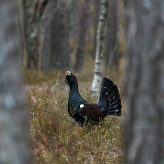 capercaillie in the forest