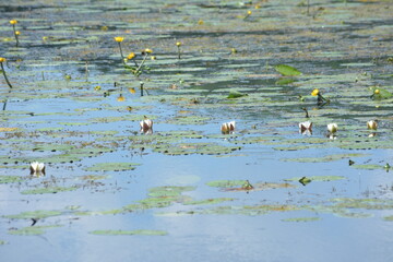 White water lilies against the background of pigeon water on a sunny summer day.